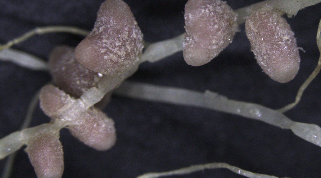 photo credit: Izzy Webb