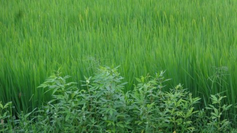 rice-and-ppea_larger