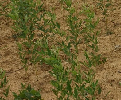 small_sq_yellow-soil